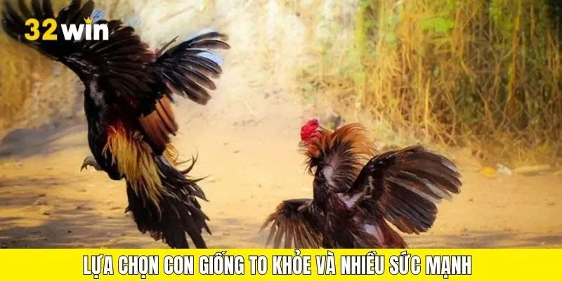 Lựa chọn con giống to khỏe và nhiều sức mạnh