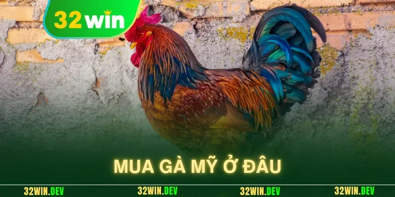 mua gà mỹ ở đâu